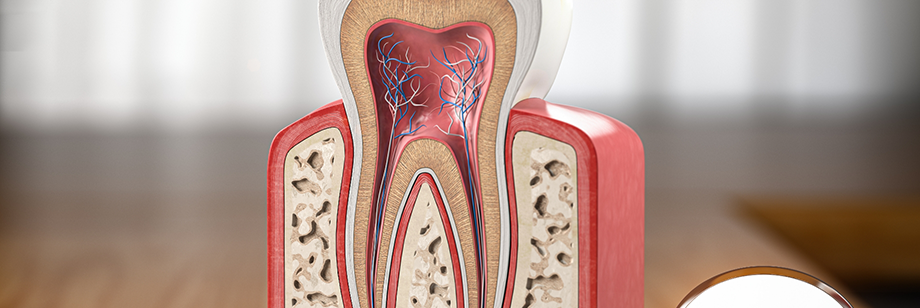 Model of a tooth showing the root canals inside of it