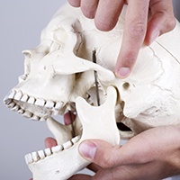 Model of jaw and skull bone