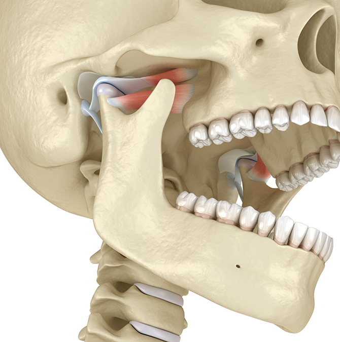 Illustration of the skeleton with the jaw joints highlighted